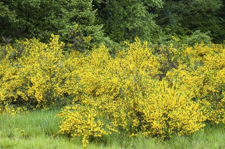 Field Of Scotch Broom Shrubs