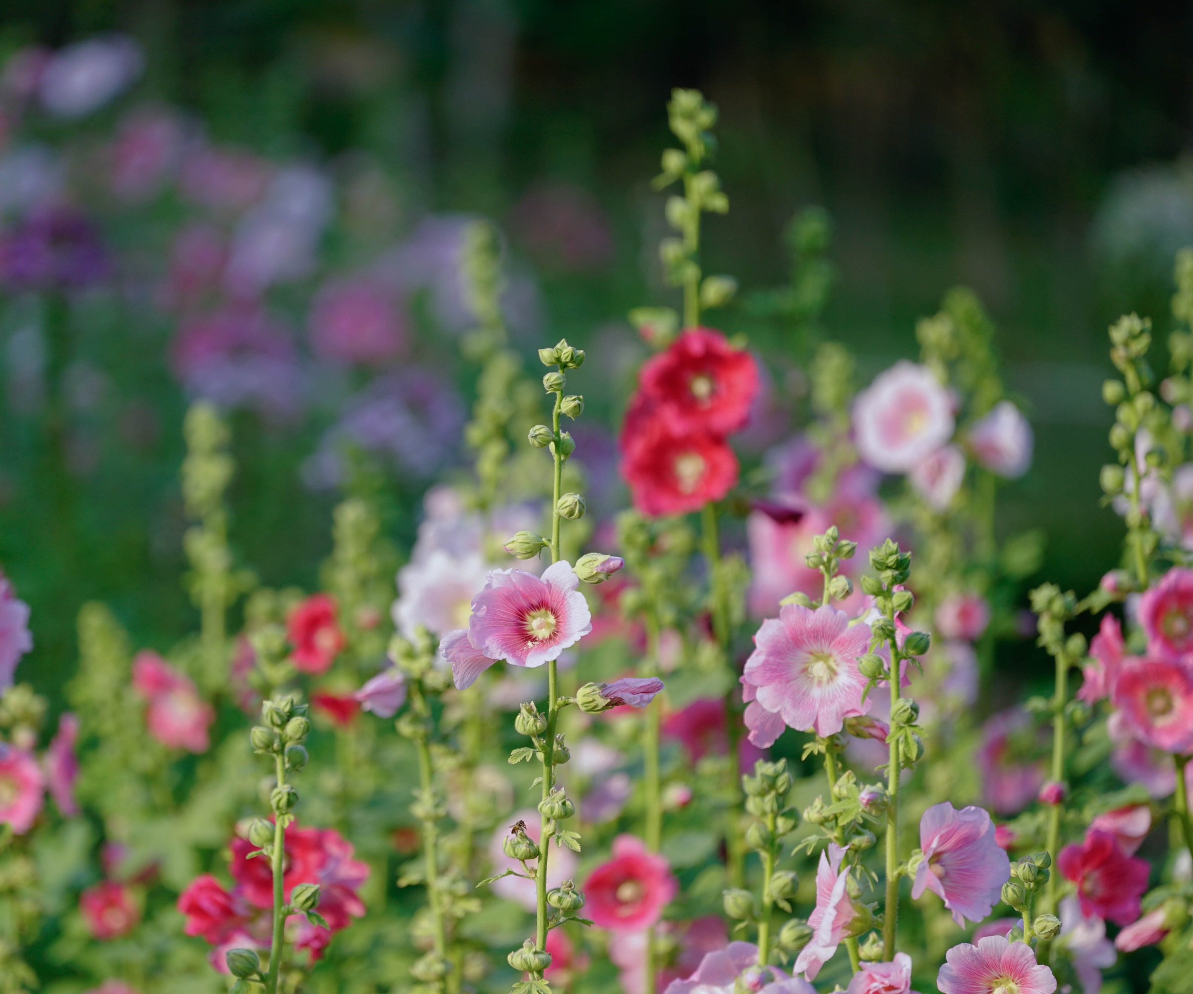 Hollyhock