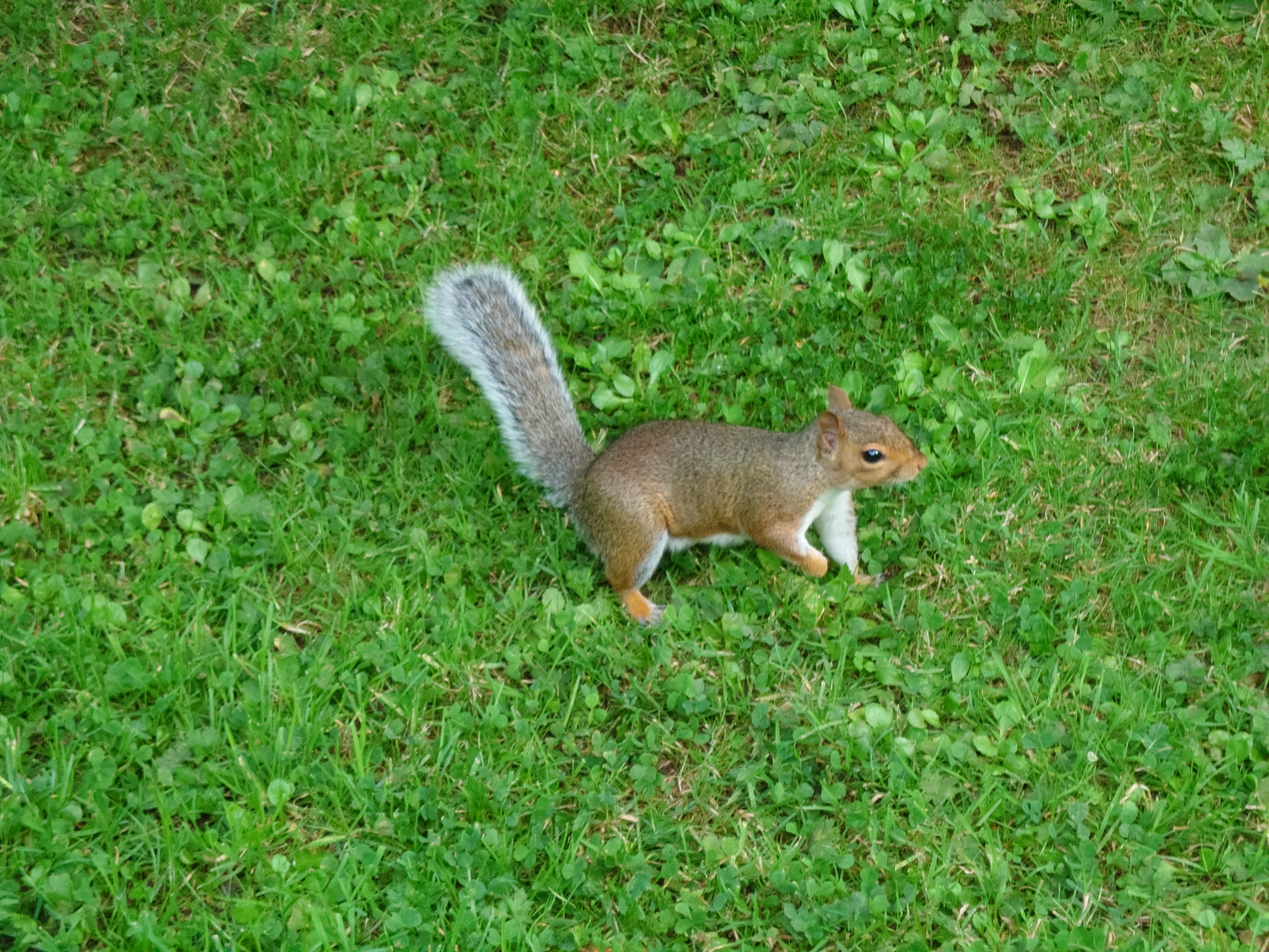 A Sony Xperia 5 III camera sample showing a squirrel