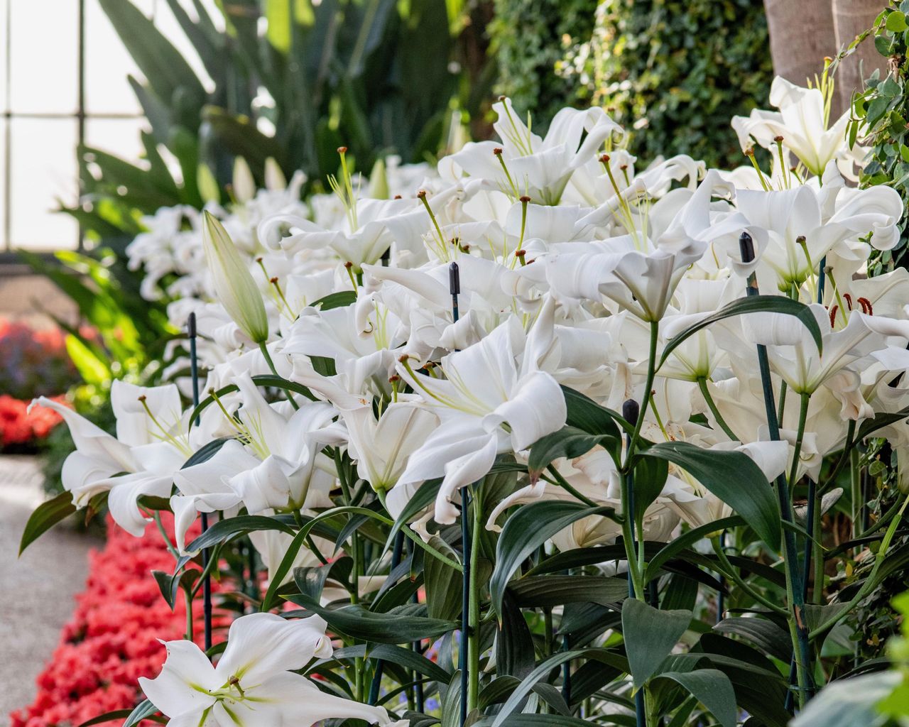 white oriental lilies
