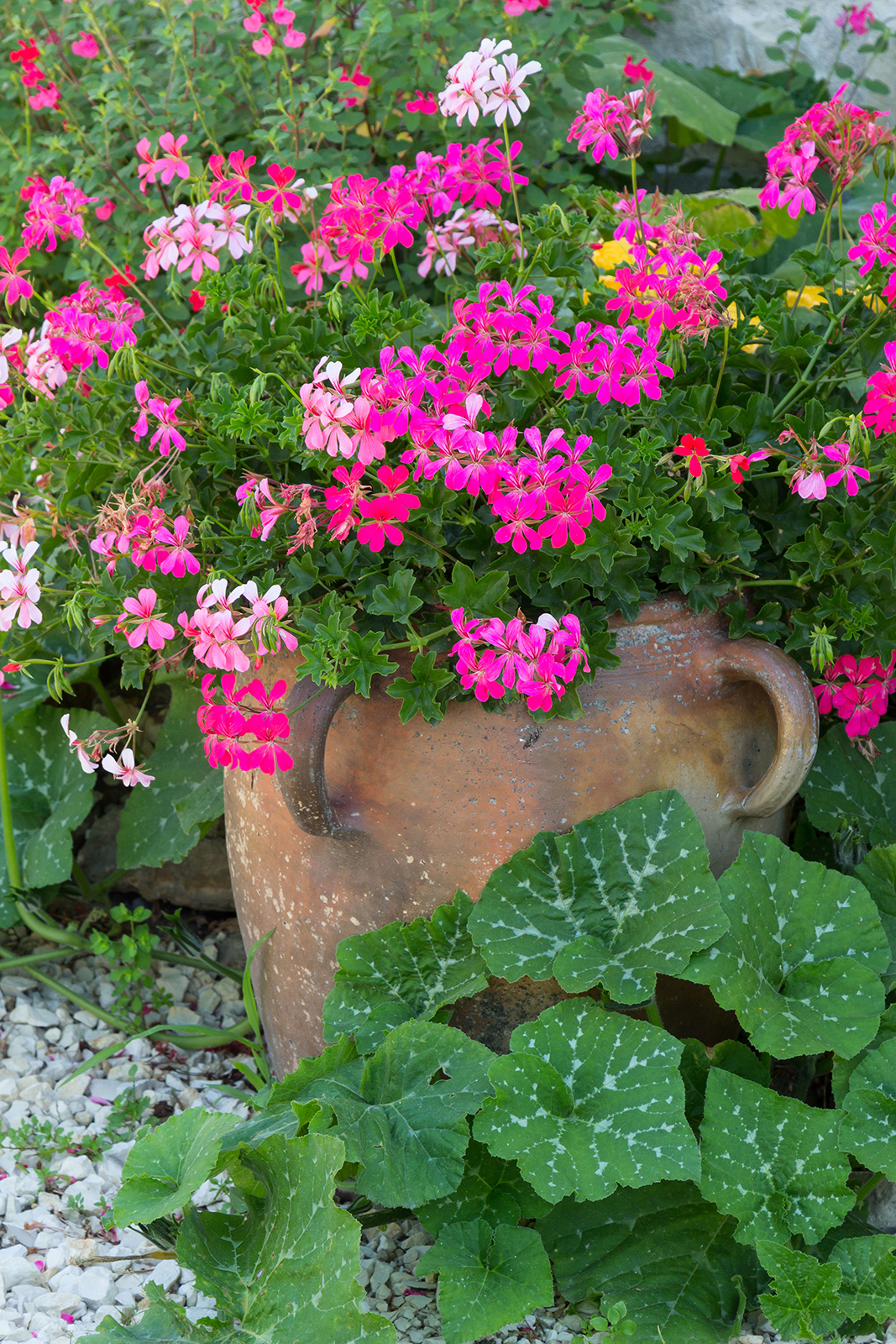 Potted pelargoniums