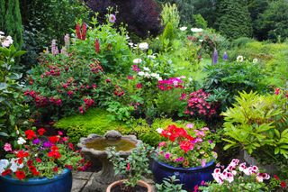 an organic garden with easy to grow geraniums