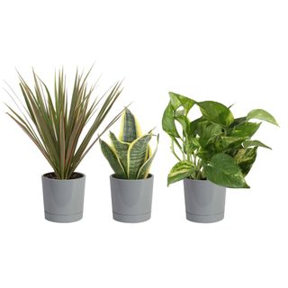 Set of 3 houseplants in grey plastic pots