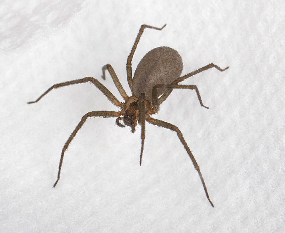 A brown recluse, &lt;em&gt;Loxosceles reclusa&lt;/em&gt;. This spider is identified by a dark, violin-shaped mark on its head. Its venom can cause a deep wound in humans that takes weeks or even months to heal and can produce symptoms such as nausea and a fever.