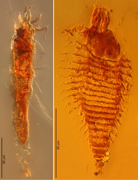 Ancient mites trapped in amber