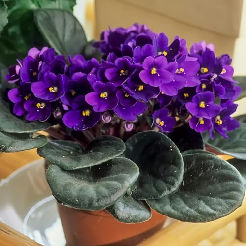 Dark Purple African Violet Live Plant, Year-Round Blooms, 4 Inch Pot
