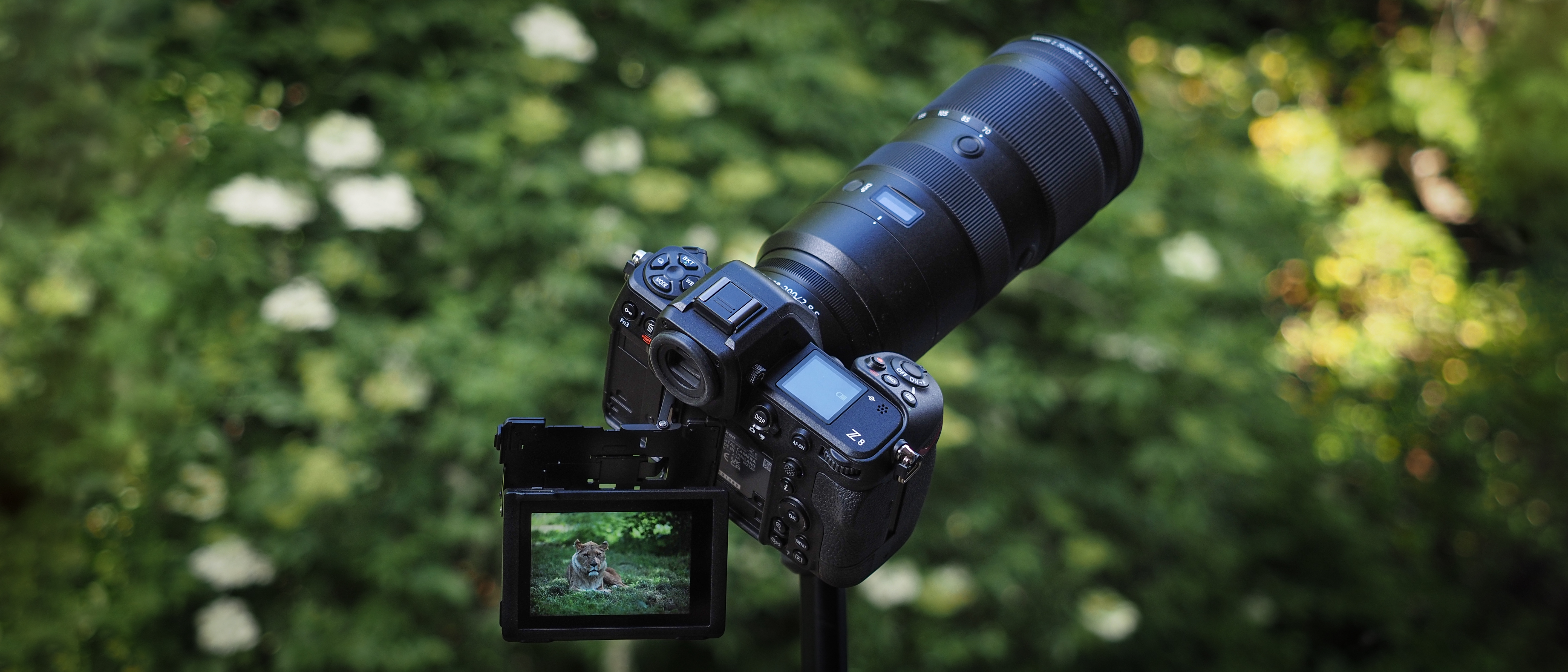 Nikon Z9 review: Speed, resolution and 8K video power