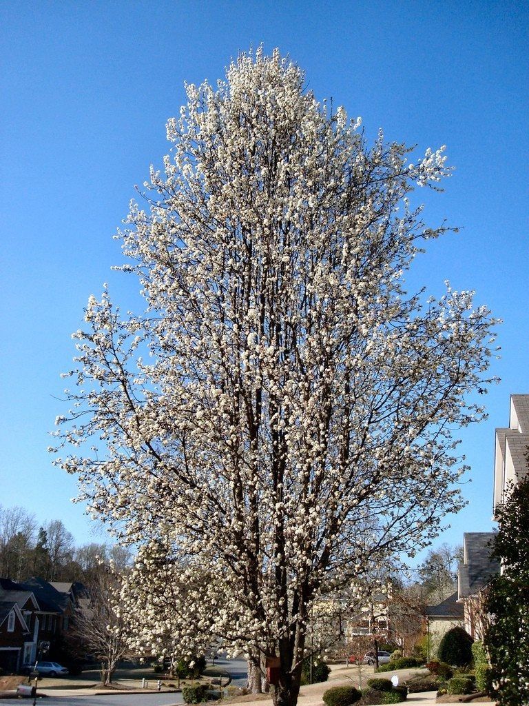 Flowering Bradford Pears Growing A Bradford Pear Tree In Your Yard