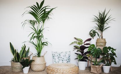 low maintenance plants for indoor gardening