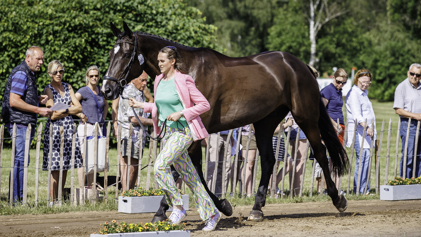 Luhm&uuml;hlen Horse Trials first trot-up: Alex Donohoe presenting Guidam Roller at the Luhm&uuml;hlen Horse Trials first trot-up