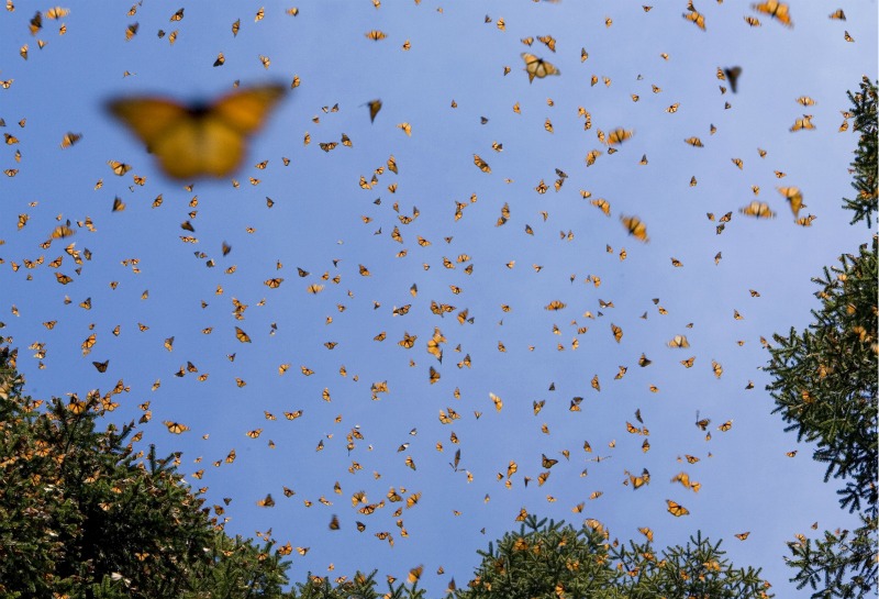 Images: Monarchs' Butterfly Forest in Central Mexico | Live Science