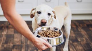 Best diabetic dog food - a dog with a bowl of food
