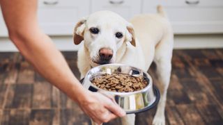 Owner handing a cream dog a bowl of dried dog food