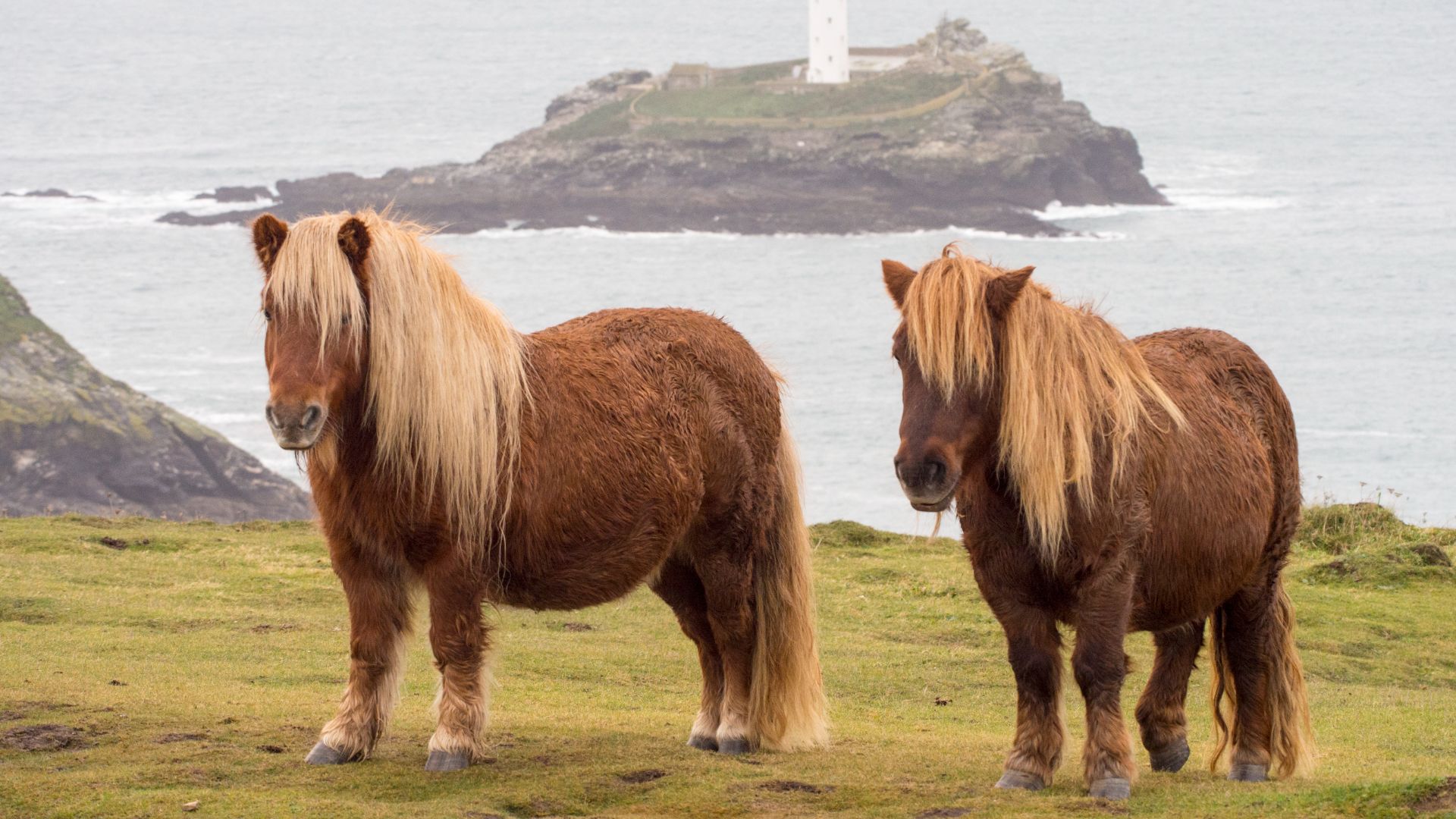 Two shetland ponies on a rugged coastline, island in the background