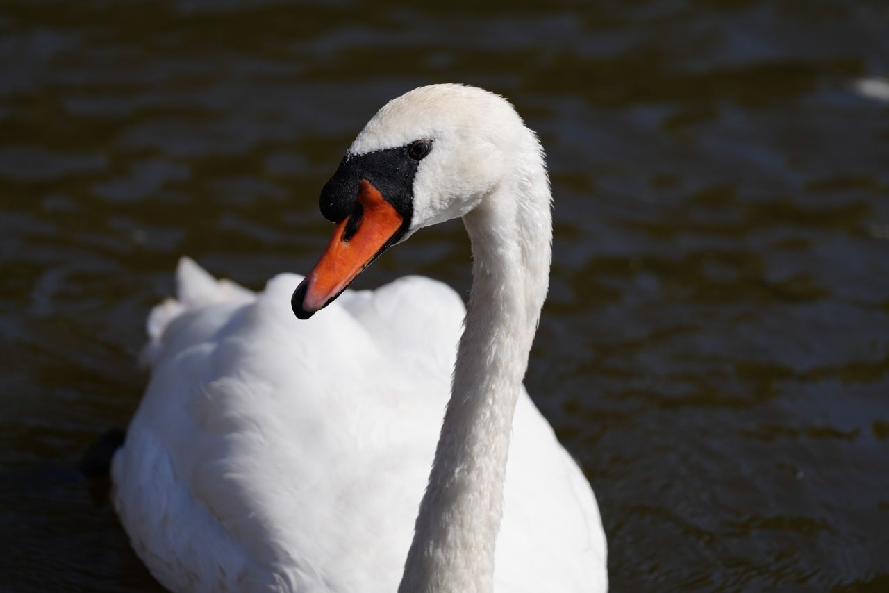 Sony FE 600mm f/6.3 GM OSS sample image