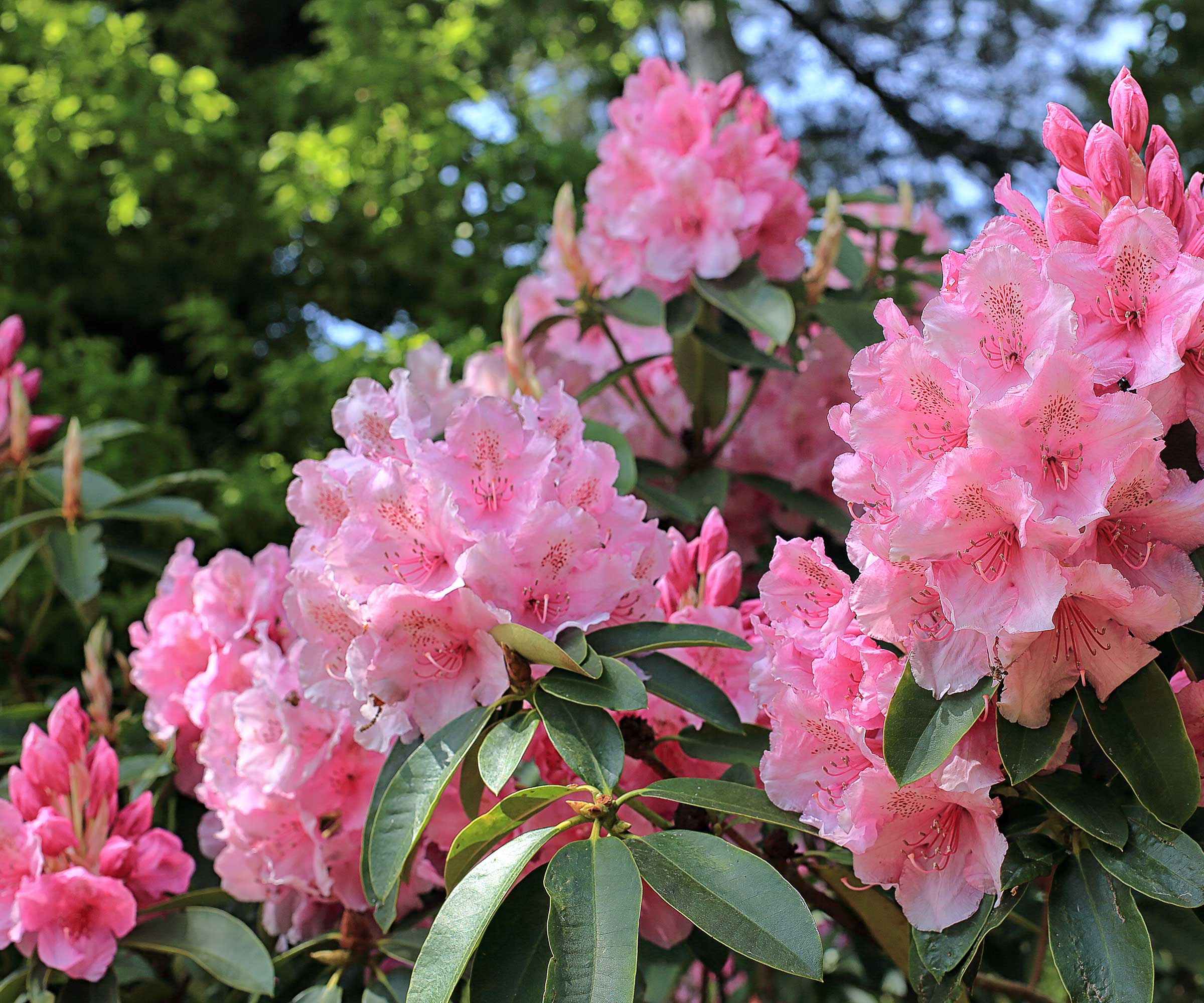 pink azalea in bloom