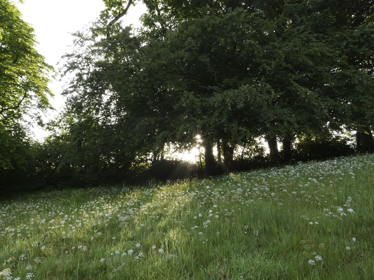 Sample image taken with the Panasonic Lumix L10; a wildflower meadow, with early sunlight bursting through trees