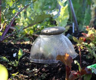 Plastic bowl over plant with rock on top in garden