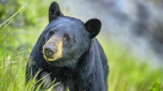 Close-up of black bear