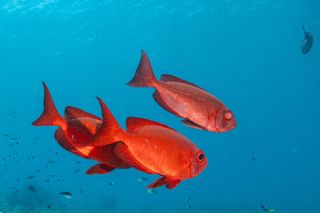 BBC Earth Framed in Nature still showing three red fish underwater