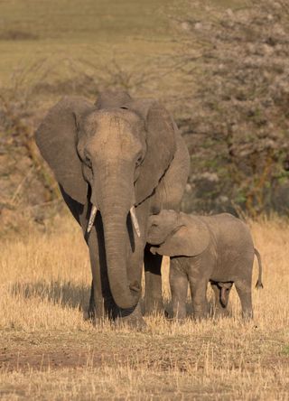 Serengeti National Park, Tanzania