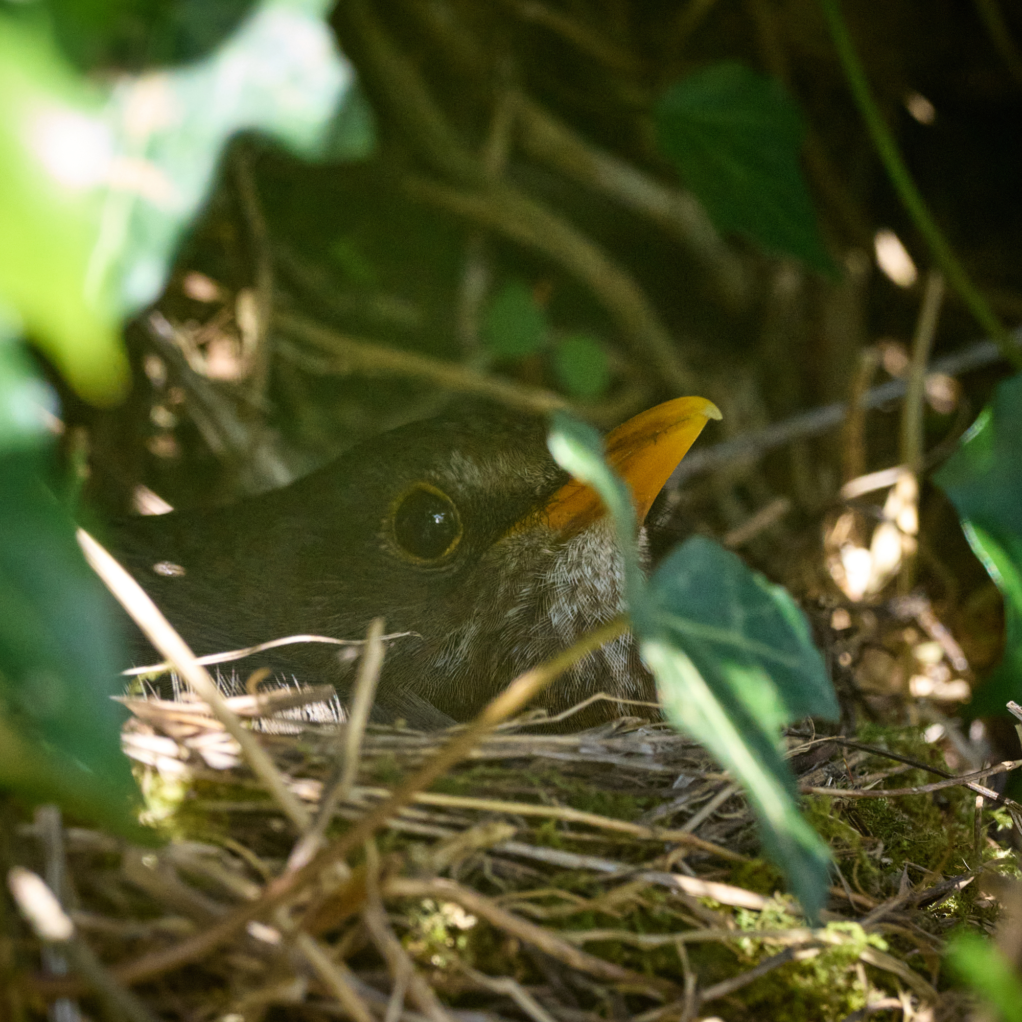 Close-up of a blackbird in its nest.