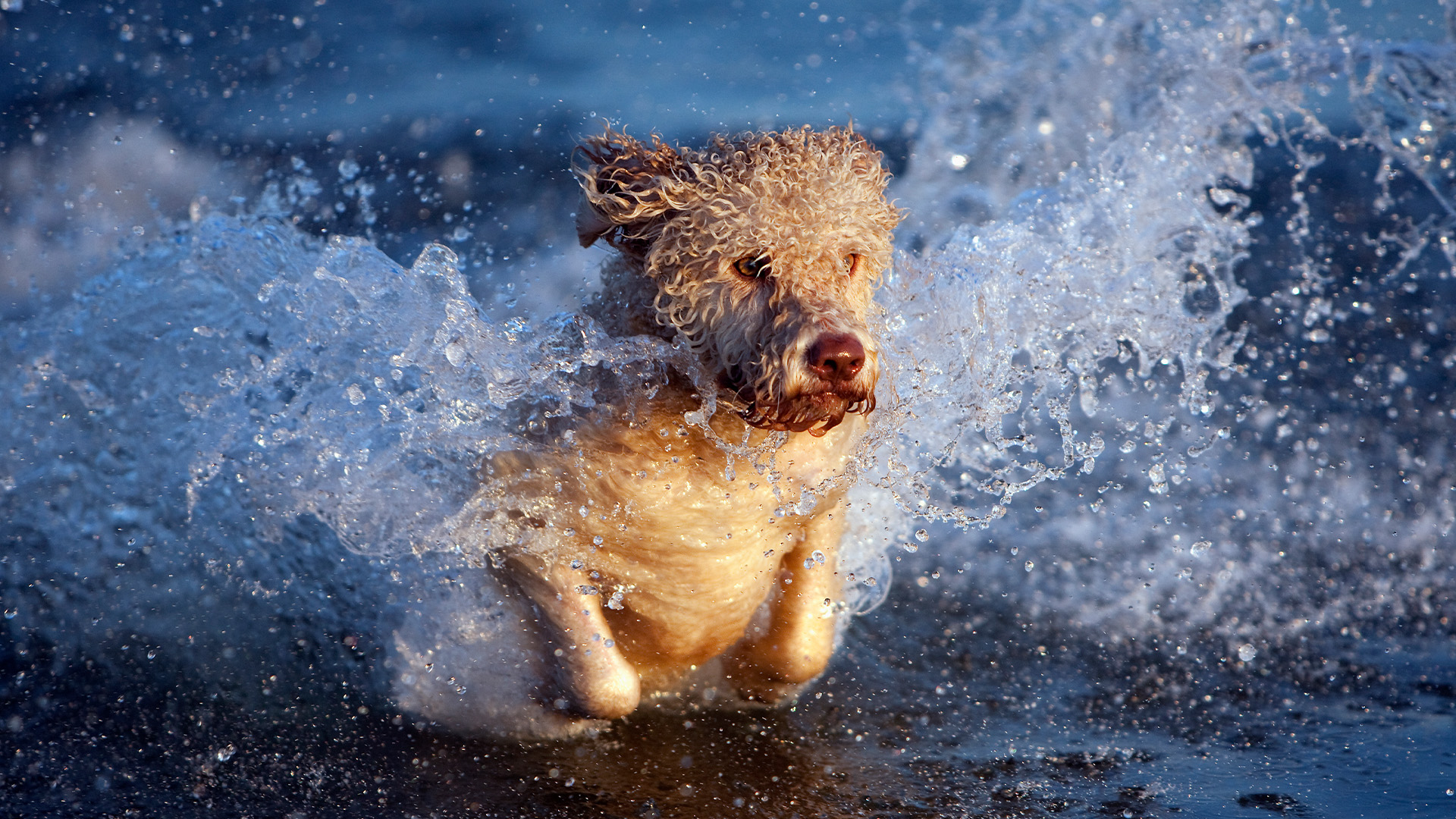 Portuguese Water dog jumping through waves