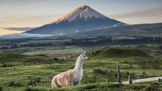 Llama Standing On Field Against Mountains During Sunset