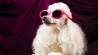Poodle wearing pink sunglasses, appearing to be a famous dog