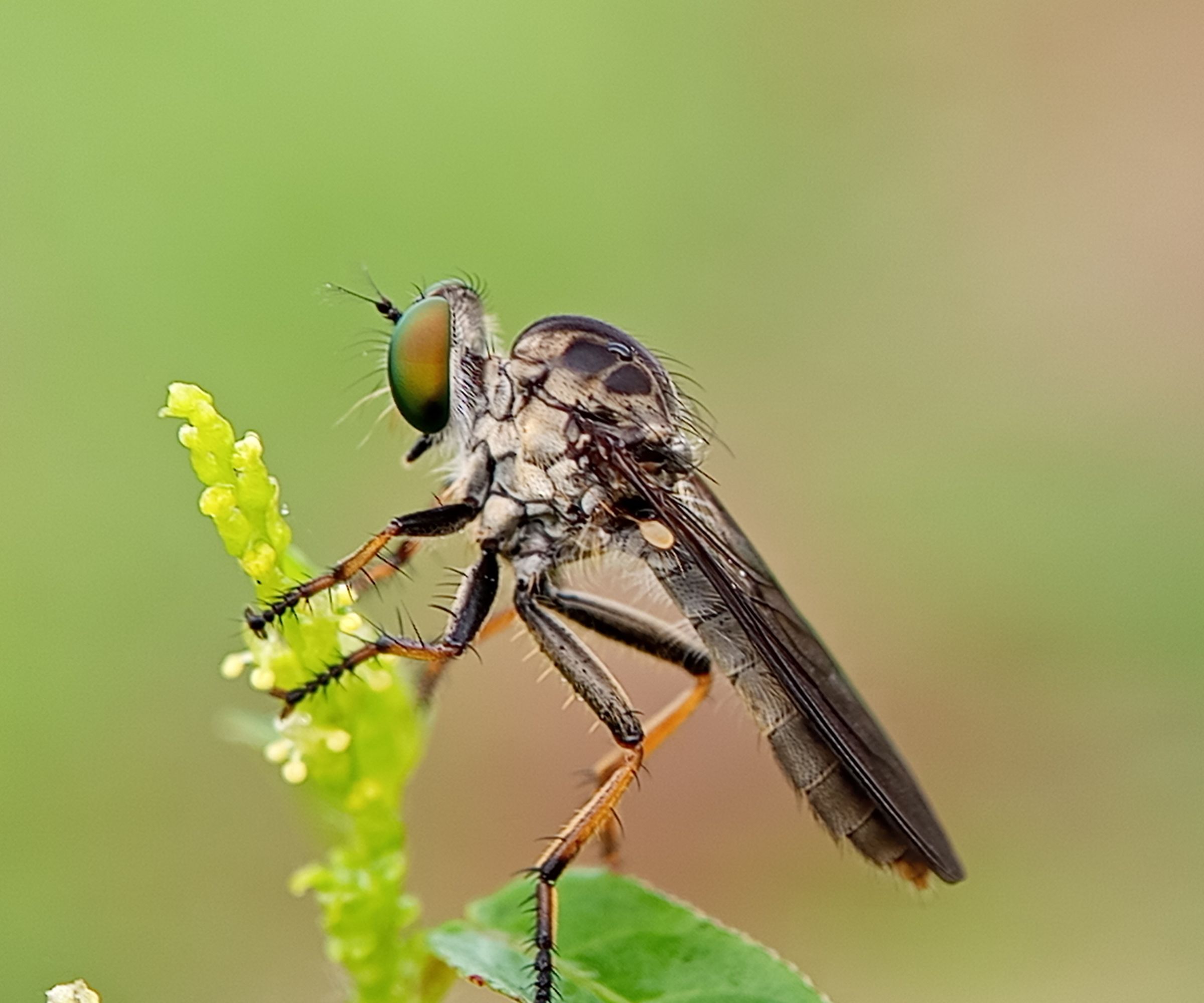 Close-up of a Robber Fly Perched on a Green Plant Stem in Nature