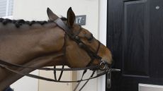 Coneygree1.jpg