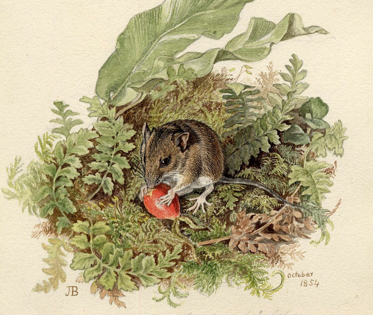 Long tailed field mouse; mouse facing to front, eating a berry, surrounded by leafy overgrowth. 1854 Watercolour, over graphite by Jemima Blackburn. Credit: The Trustees of the British Museum.