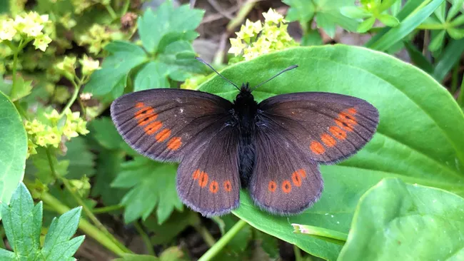Lake District hikers called to join hunt for England's only mountain butterfly as scientists fear climate change may squeeze it from its habitat Lake District hikers called to join hunt for England's only mountain butterfly as scientists fear climate change may squeeze it from its habitat