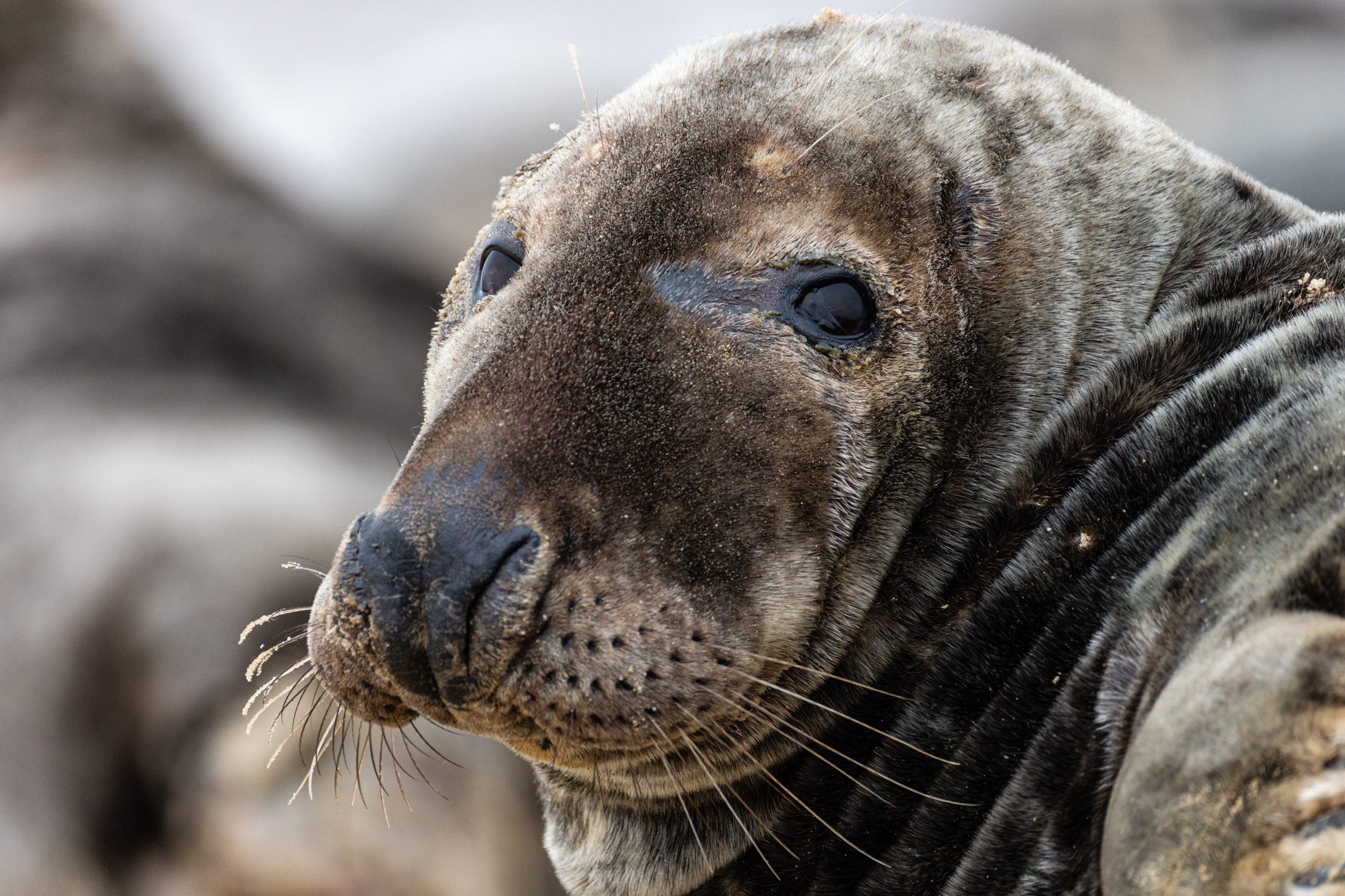 Seal on a beach shot with the Canon EOS R1 and 200-400mm lens