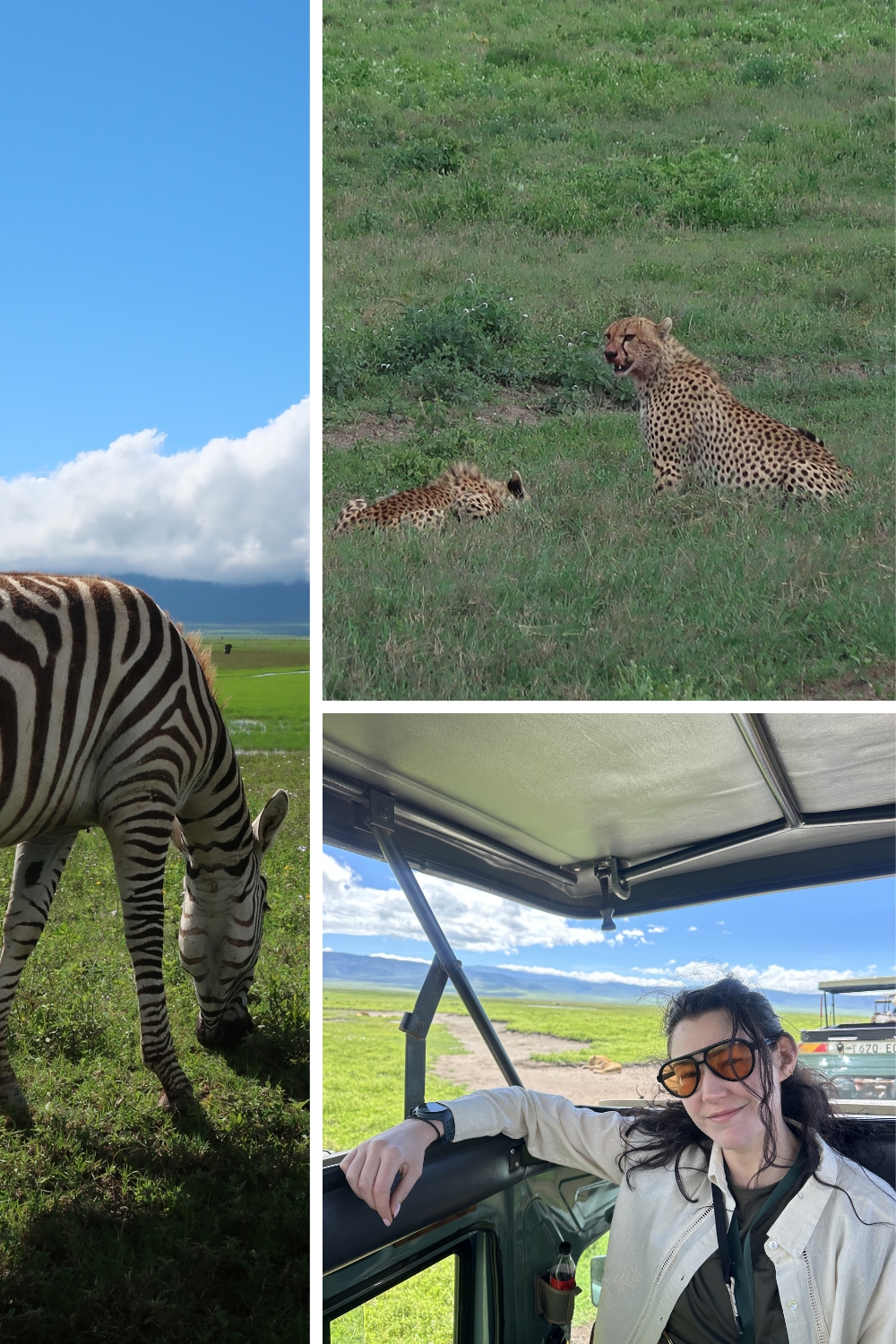 Animals of the Serengeti