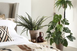 Boston fern in terracotta pot cluster with other house plants in boho bedroom