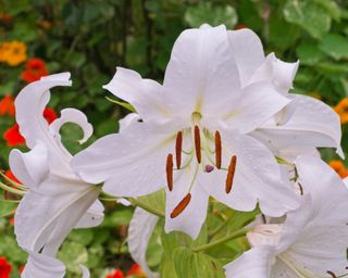 Oriental lily (Lilium Casa Blanca)