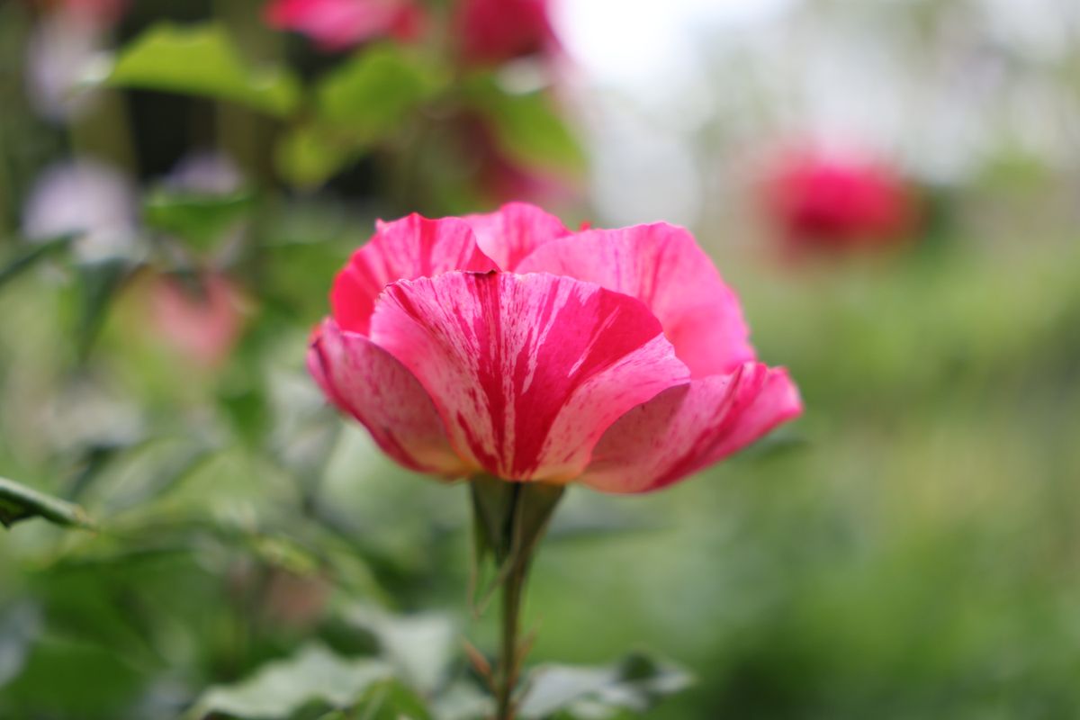 Sigma 17-40mm f/1.8 DC | A example shot
