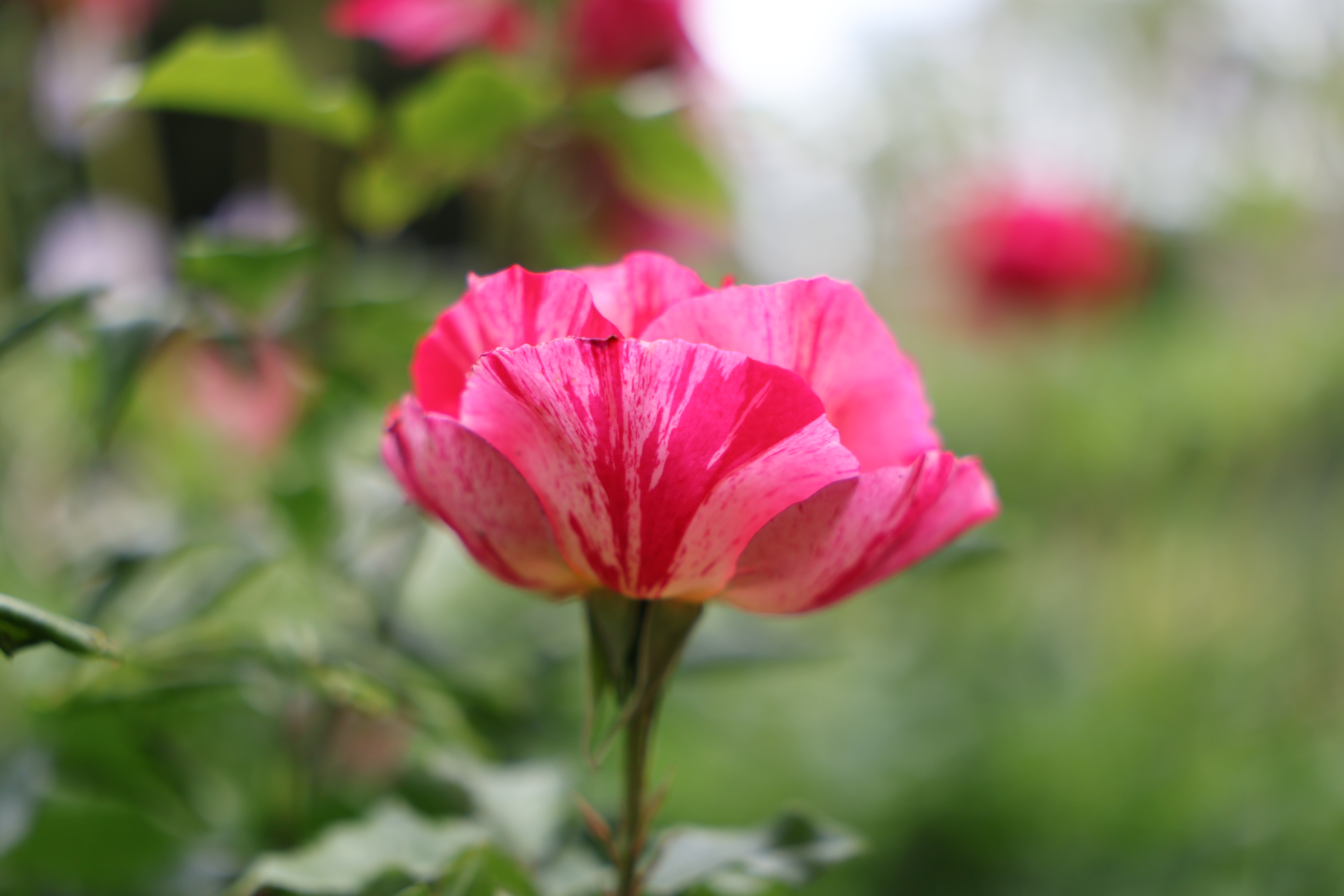 Sigma 17-40mm f/1.8 DC | A example shot