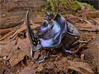 largest neotropical dung beetle observed in suriname