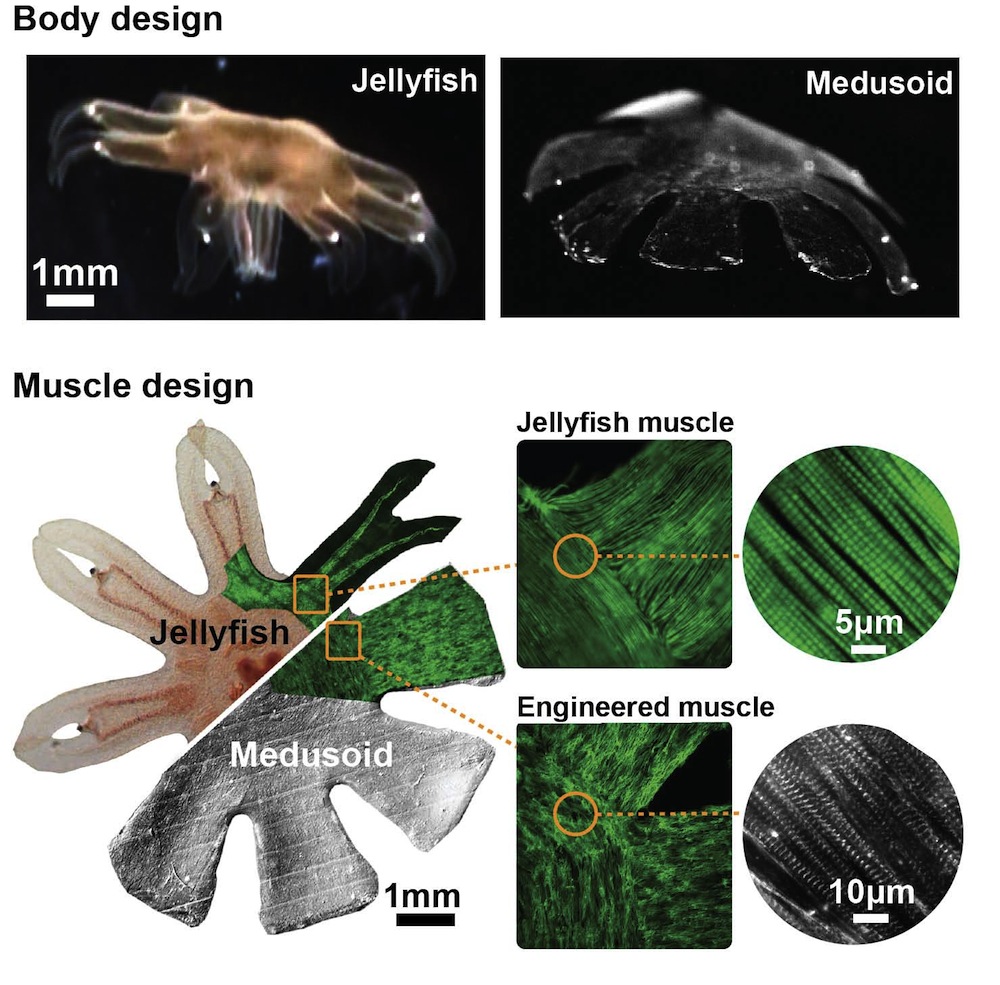 A side-by-side comparison of a real jellyfish and a Medusoid.