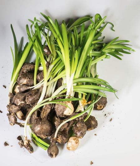 Pile Of Hyacinth Bulbs