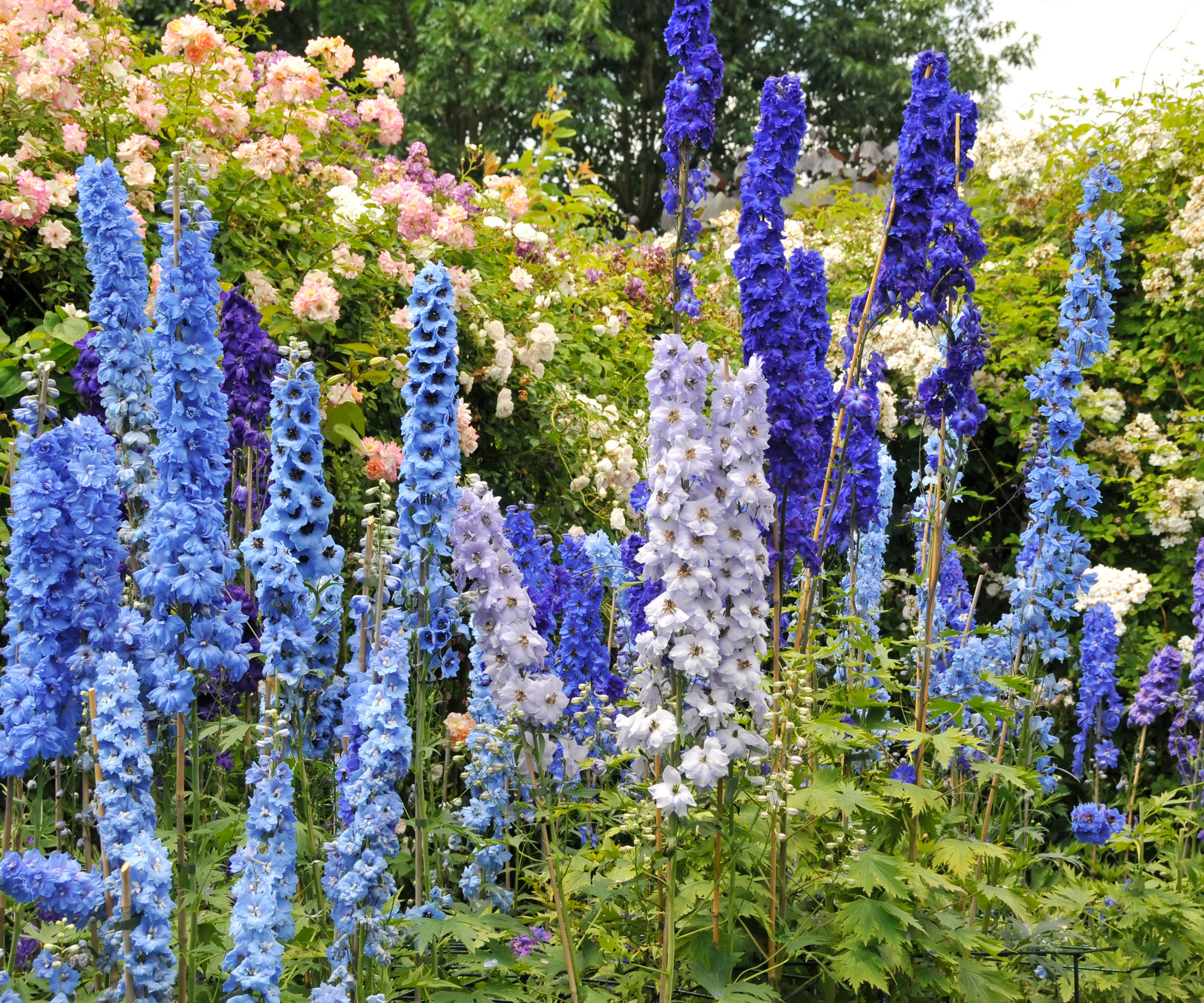 mixed blue delphiniums and pale peach roses