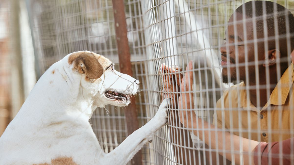 Man looking at dog at animal shelter