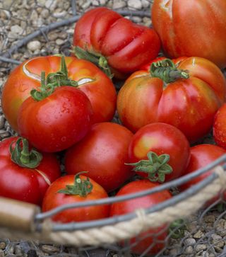 Tomatoes picked from a garden crop