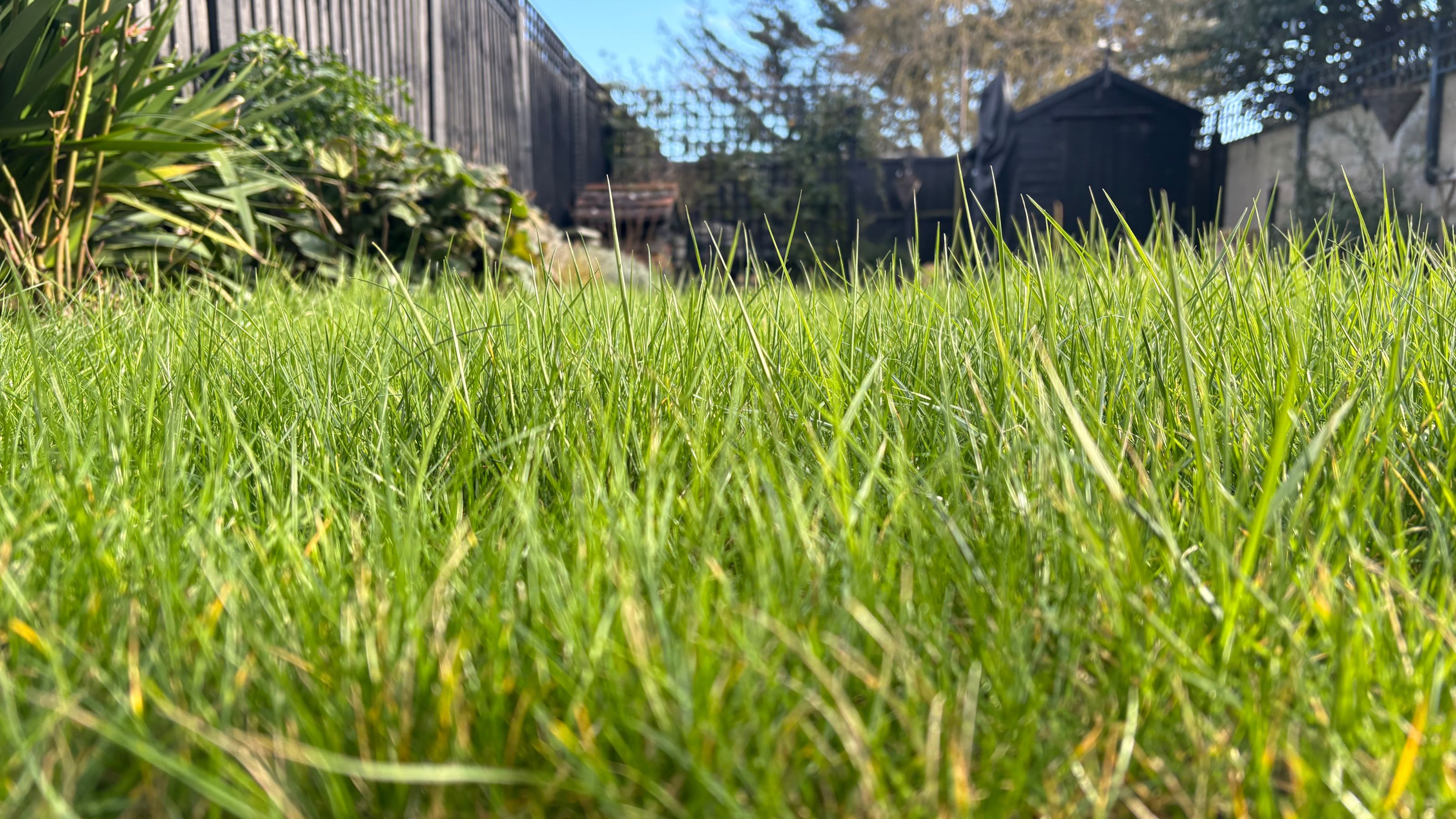 Long grass lawn in garden