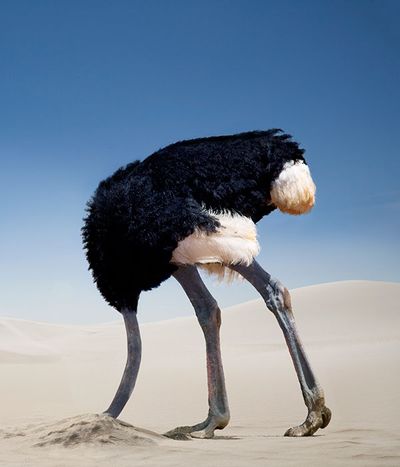 Blue, Natural environment, Organism, Ratite, Landscape, Sand, Beak, Ostrich, Bird, Adaptation,