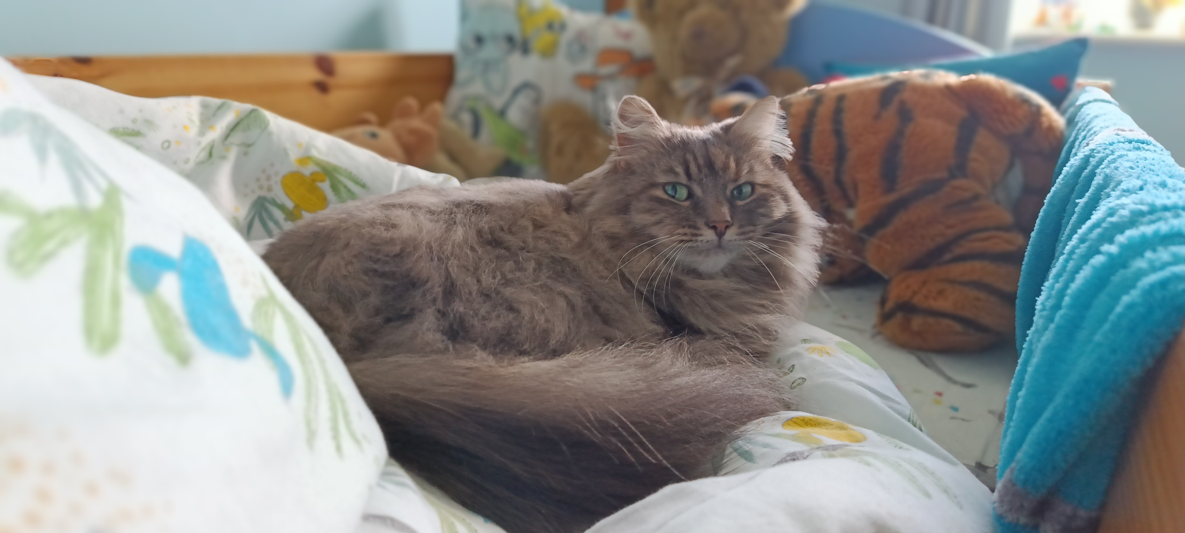 A photo of a cat taken with an Infinix Note 12 VIP camera phone