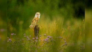 A barn owl sat on a fence post, surrounded by purple flowers and a soft green background 