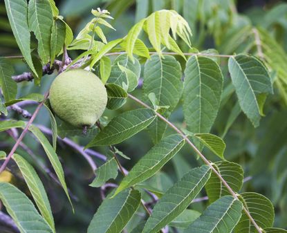 Black Walnut Tree With Single Fruit